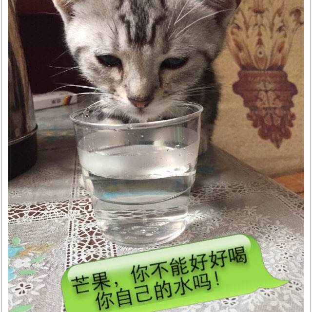 麦克马斯特大学市场开发文凭证书
